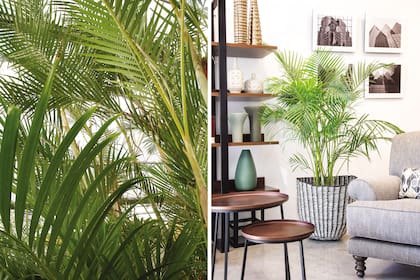 Areca (Dypsis lutescens).