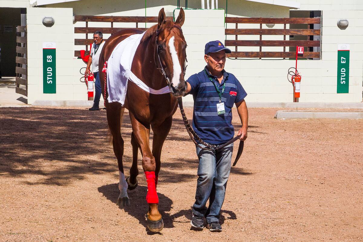 Areco for Sale es una de las tres cartas argentinas en la carrera que se correrá a las 19.20, sobre 2000 metros