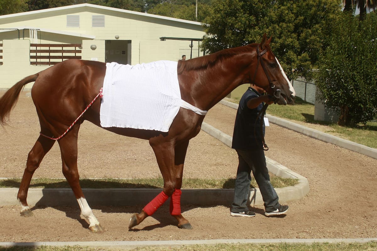 Areco for Sale fue el único de los tres representantes argentinos en verse en la muestra; Calcolatore y Roman Rosso se quedaron en el box