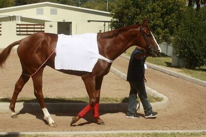 Areco for Sale fue el único de los tres representantes argentinos en verse en la muestra; Calcolatore y Roman Rosso se quedaron en el box