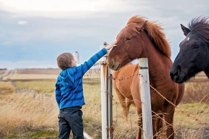 "Argentina Ecuestre": pasión por nuestros caballos