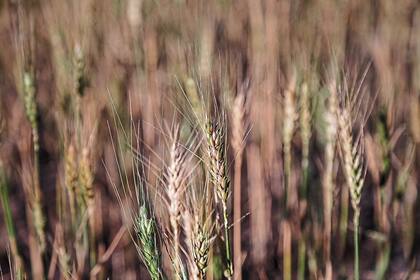 ARGENTINA, Los Condores Trigo en un campo cercano a Los Condores, Cordoba, el 10 de Noviembre de 2017. LA NACION Diego Lima