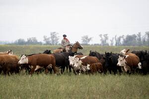Argentina podrá exportar hasta 100.000 toneladas anuales de carne bovina a Estados Unidos
