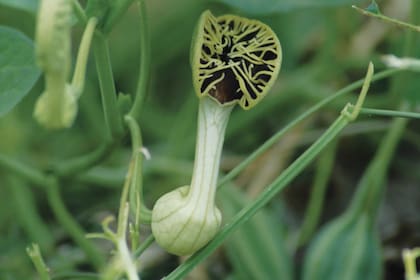 Aristolochia fimbriata o “Mil hombres”. Es nativa y endémica de la Argentina, Brasil, Paraguay y Uruguay; crece de manera silvestre en lugares abiertos, orillas de caminos y vías de tren, campos de cultivo abandonados u otros lugares con suelos recientemente removidos. Son polinizadas por moscas que, atraídas por el olor putrefacto que exhalan las flores, ingresan en su interior. Florece desde mediados de primavera hasta fines del verano.