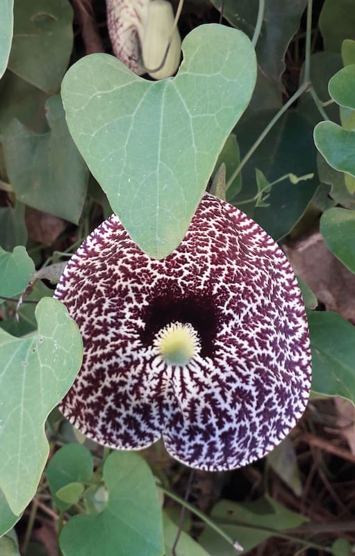 Aristolochia littoralis. También conocida como Aristolochia elegans. Requiere pleno sol o una ligera sombra y no es particularmente exigente en cuanto al suelo. Puede reproducirse por semillas.