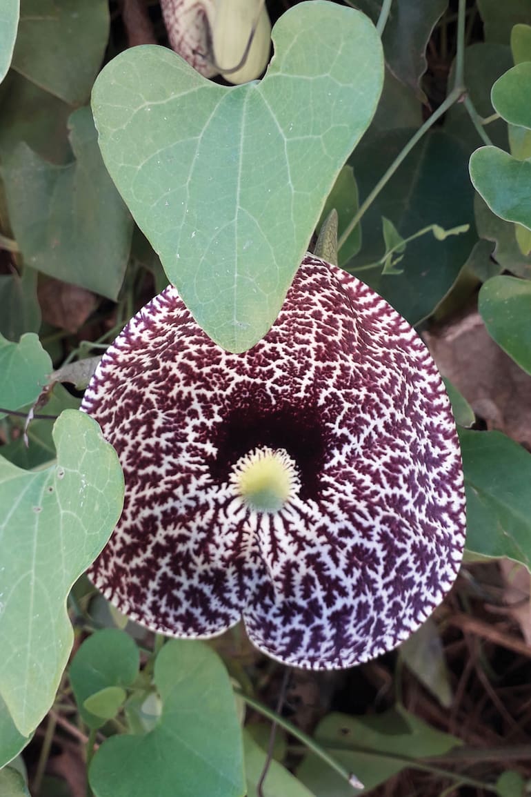 Aristolochia littoralis. También conocida como Aristolochia elegans. Requiere pleno sol o una ligera sombra y no es particularmente exigente en cuanto al suelo. Puede reproducirse por semillas.