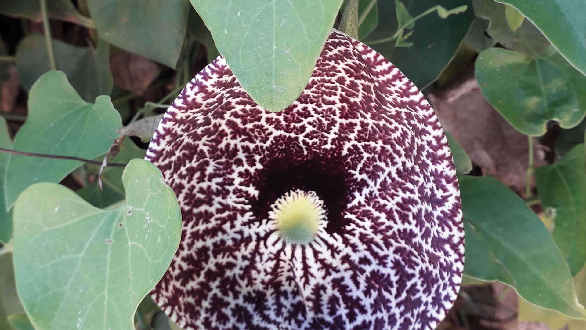 Aristolochia littoralis. También conocida como Aristolochia elegans. Requiere pleno sol o una ligera sombra y no es particularmente exigente en cuanto al suelo. Puede reproducirse por semillas.