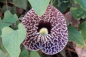 Aristolochia littoralis. También conocida como Aristolochia elegans. Requiere pleno sol o una ligera sombra y no es particularmente exigente en cuanto al suelo. Puede reproducirse por semillas.