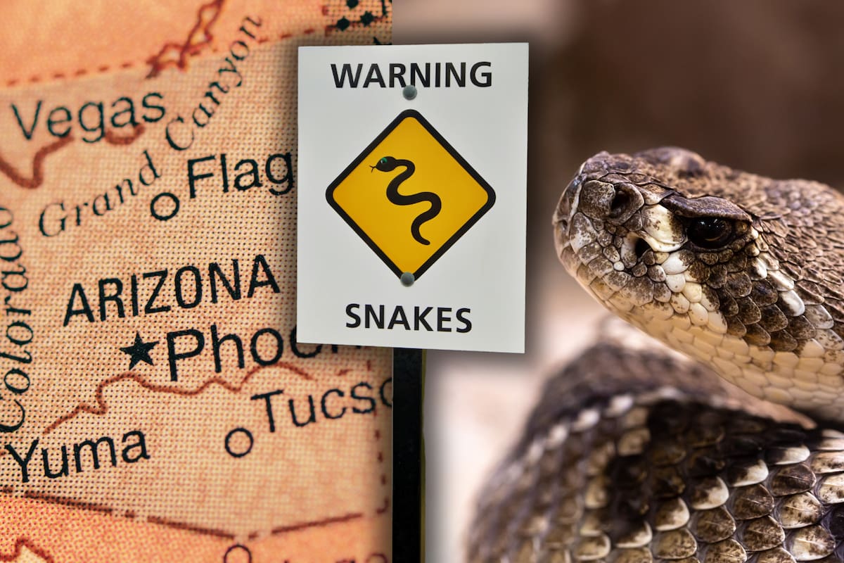 Arizona es el estado con mayor cantidad de especies de serpientes de cascabel, una de las más peligrosas de Estados Unidos