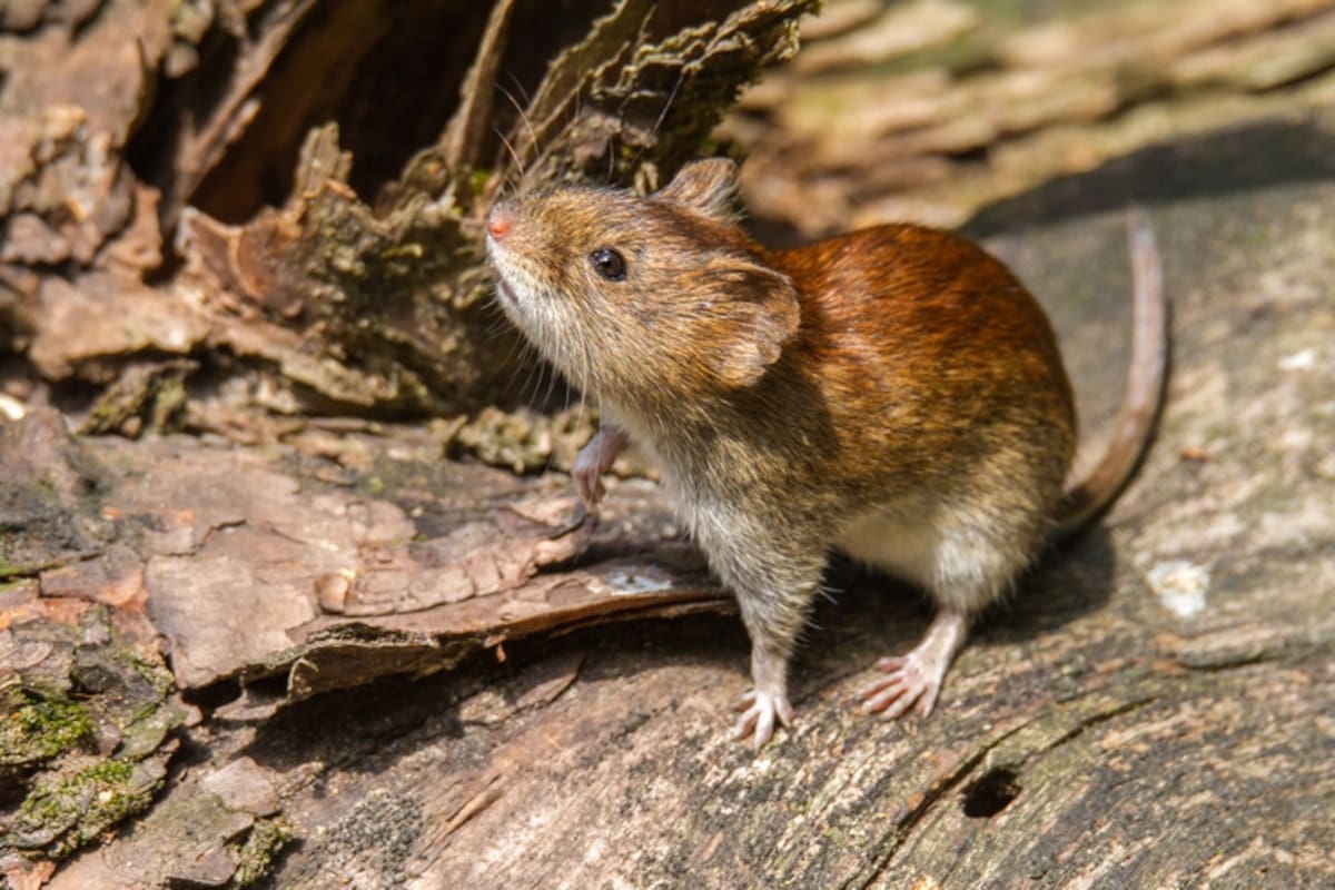 Arizona es uno de los estados con mayor número de infecciones por hantavirus en el país, según los Centros para el Control y la Prevención de Enfermedades (CDC)