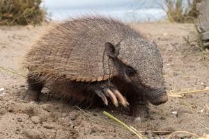 armadillo peludo