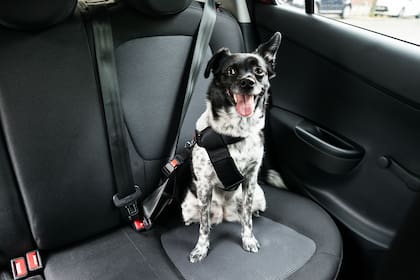 Arnés. Uno de los elementos de seguridad más eficaces para los perros es el conjunto conformado por el pretal y un chicote para anclar en la traba del cinturón de seguridad