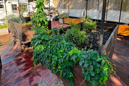 Aromáticas en la terraza de Mengano, en Palermo