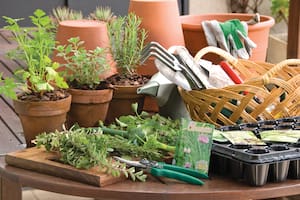 Aromáticas en maceta para sumar a nuestra huerta en primavera