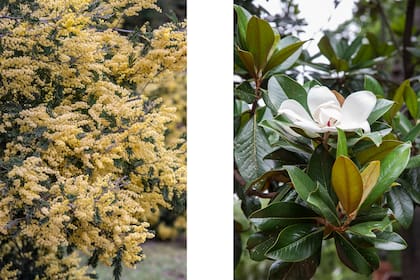 Aromito de adorno y magnolia, dos árboles exquisitamente perfumados