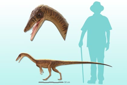 Este dinosaurio era bien pequeño, llegó a tener unos dos metros de largo y no pesaba muchos más de 10 kilogramos