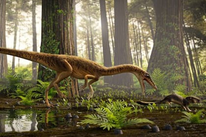 Erythrovenator jacuiensis, así han bautizado a la nueva especie descubierta en el sur de Brasil de uno de los más antiguos antepasados del Tyrannosaurus Rex que vivió hace unos 230 millones de años durante la ascensión de la era de los dinosaurios