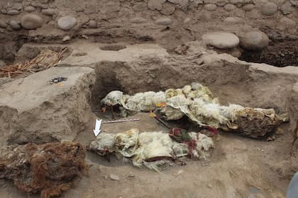 Los cuerpos de las llamas no muestran señales de muerte violenta y sus patas estaban atadas