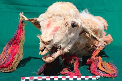Un equipo de arqueólogos desenterró cuatro llamas momificadas, entre otras ofrendas, en un yacimiento en Tambo Viejo, situado en la costa sur de Perú