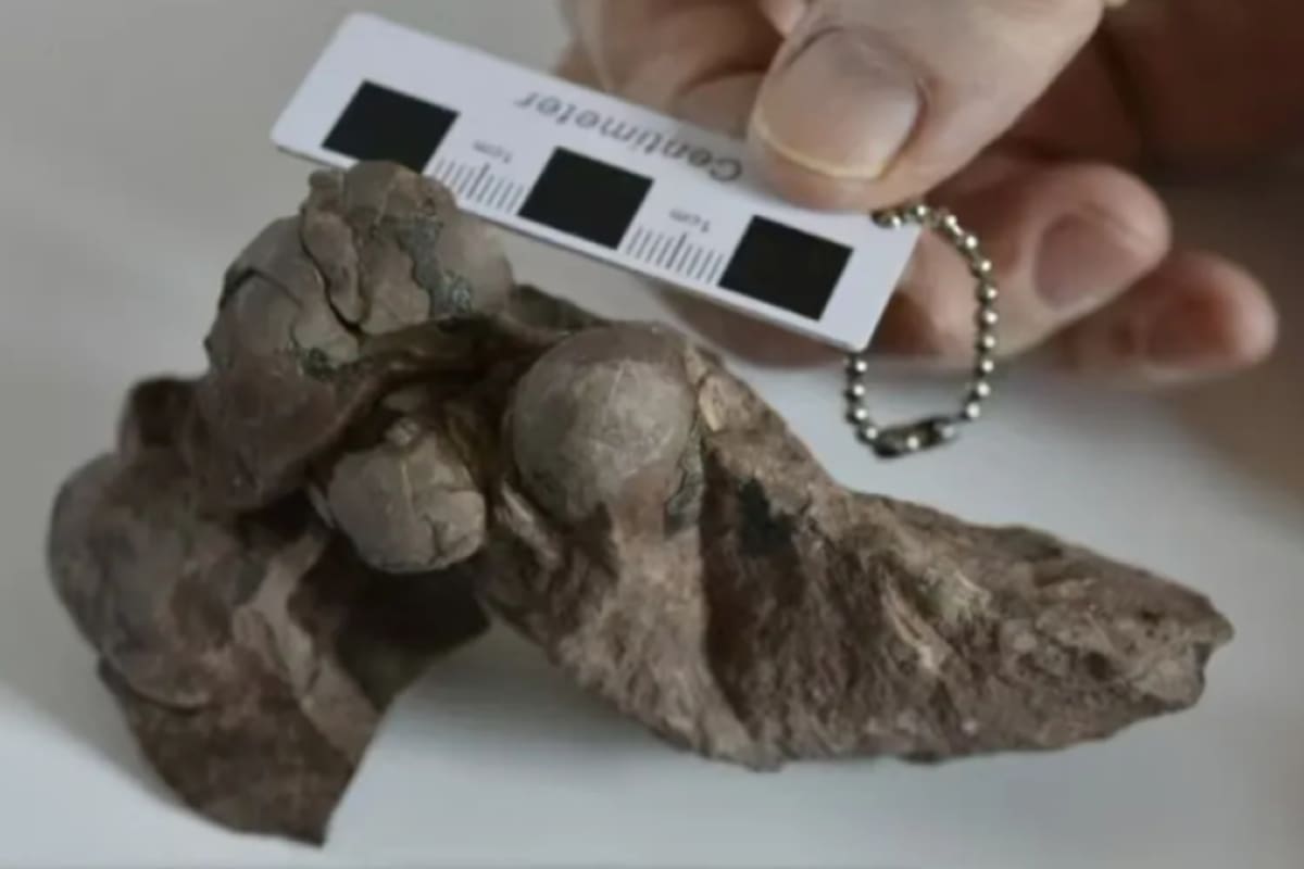 Arqueólogos habrían descubierto “huevos” de dinosaurio de una especie desconocida en China