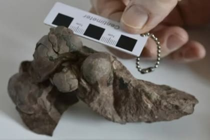 Arqueólogos habrían descubierto “huevos” de dinosaurio de una especie desconocida en China