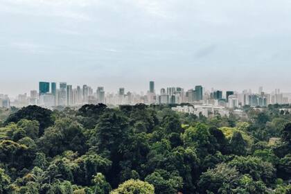 ...Y enormes bosques a pocos minutos de la ciudad constituyen parte del atractivo de Singapur