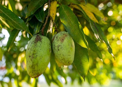 Arrancar la fruta antes de que caiga constituye hurto bajo el derecho consuetudinario, según Barman