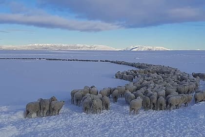 Arreo de ovejas en el campo del productor