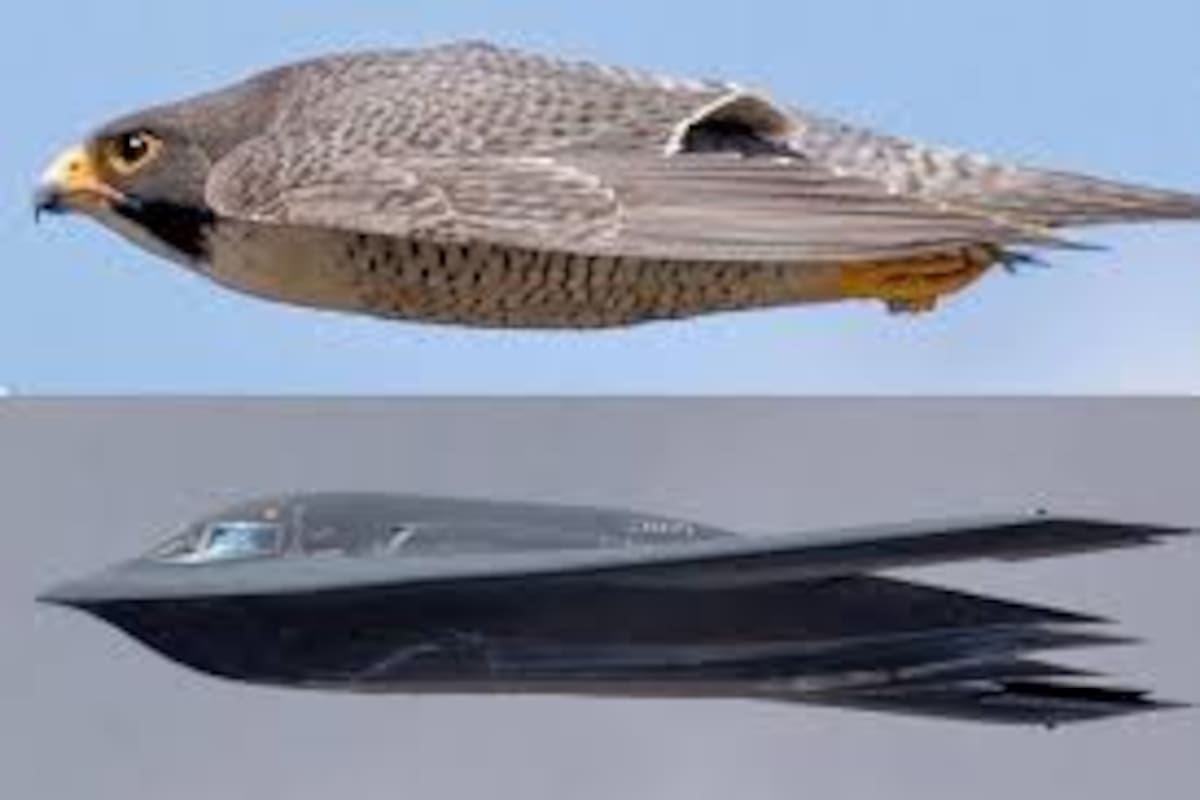 Arriba, un halcón peregrino. Abajo, el bombardero B-2