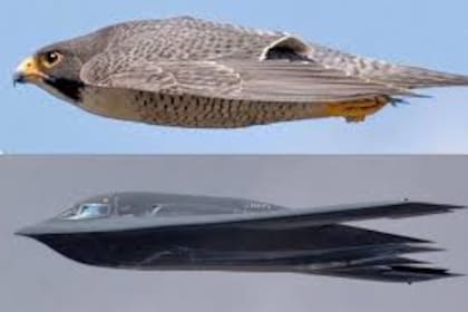Arriba, un halcón peregrino. Abajo, el bombardero B-2