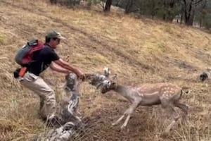 Arriesgó su vida para ayudar a un ciervo salvaje que quedó atascado con sus astas entre la basura