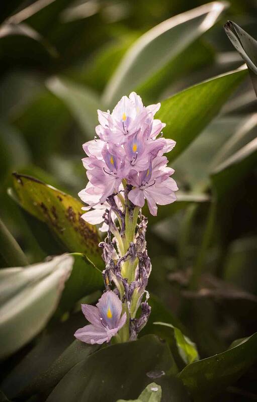 La flor del camalote, conocida como aguapé o jazmín de agua, en el arroyo Amarillo, en Jaukaanigás.