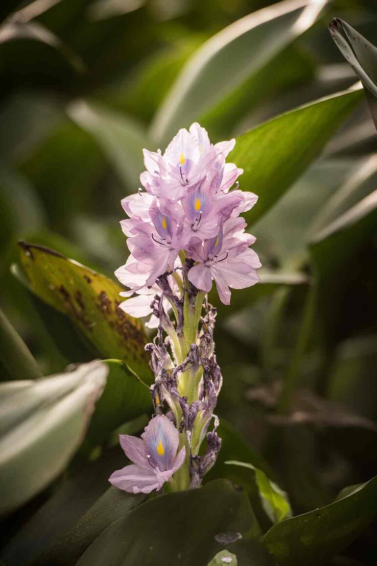 La flor del camalote, conocida como aguapé o jazmín de agua, en el arroyo Amarillo, en Jaukaanigás.