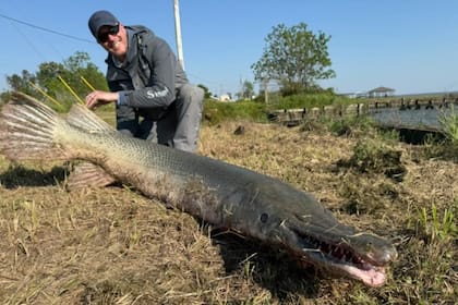 Art Weston capturó uno de los peces de agua dulce más grandes del mundo.