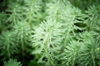 Las propiedades curativas de la Artemisa annua, la hierba estrella de la medicina tradicional china