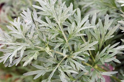 Artemisia absinthium L., comúnmente conocida como ajenjo, es una planta perenne que pertenece a la familia de las Asteráceas. Se encuentra en diversas partes del mundo, especialmente en regiones de clima templado.