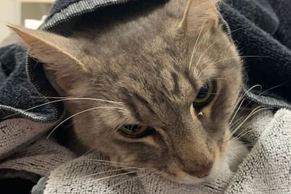 Arthur salvó a dos menos del ataque de una serpiente venenosa