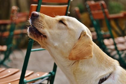 Un coro de Australia busca reclutar 50 perros para su próxima presentación