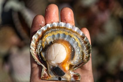 as conchas de mariscos como ostras, cangrejos y camarones presentan otro gran riesgo