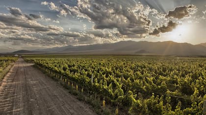 Asado, vino tinto y buena compañía: una receta infalible