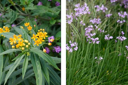 Asclepias tuberosa y Tulbaghia violacea, dos opciones de bajo mantenimiento para aprovechar los canteros en la vereda.