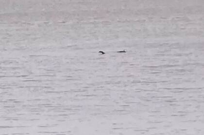 Aseguran que el monstruo del Lago Ness habría aparecido en el Canal de Bristol