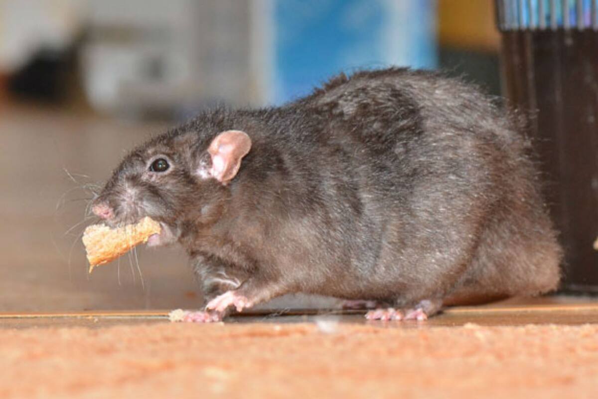 Aseguran que las ratas tienen el tamaño de gatos pequeños.