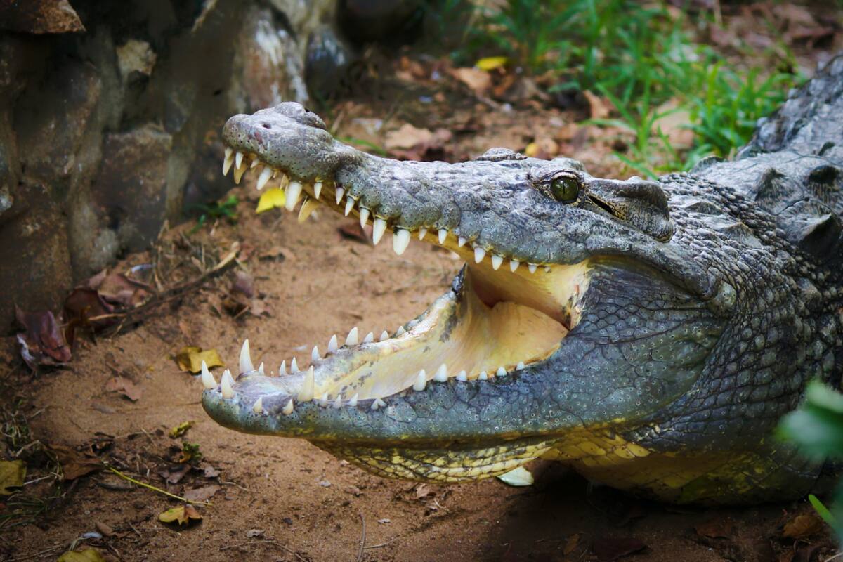 Aseguran que los cocodrilos están en 67 condados de Florida y prácticamente se pueden encontrar en todos los cuerpos de agua