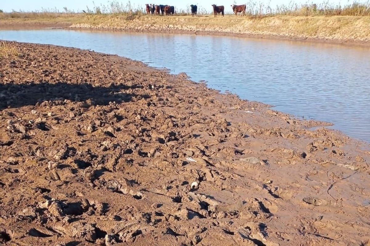 Aseguran que los productores llevan perdidos unos $150 millones