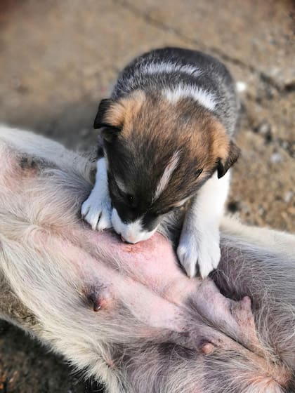Asegurate que las mamas de tu perra estén sanas, sin heridas o signos de pus