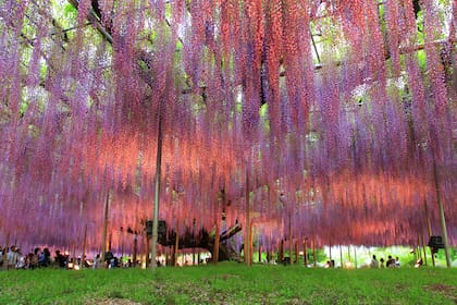 Ashikaga Flower Park en Kioto. La glicina da un espectáculo de flores
