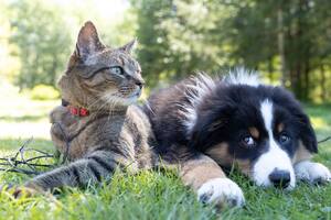Así como las personas, las mascotas también pueden sufrir goles de calor. Foto: Andrew-s Ouo/Unsplash
