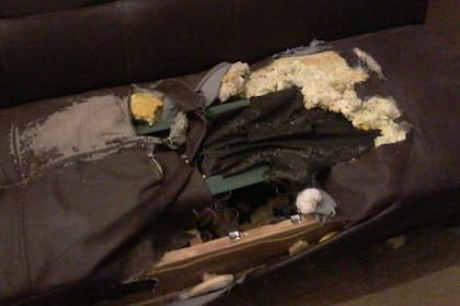 Así dejaron el sillón los machos de la casa.