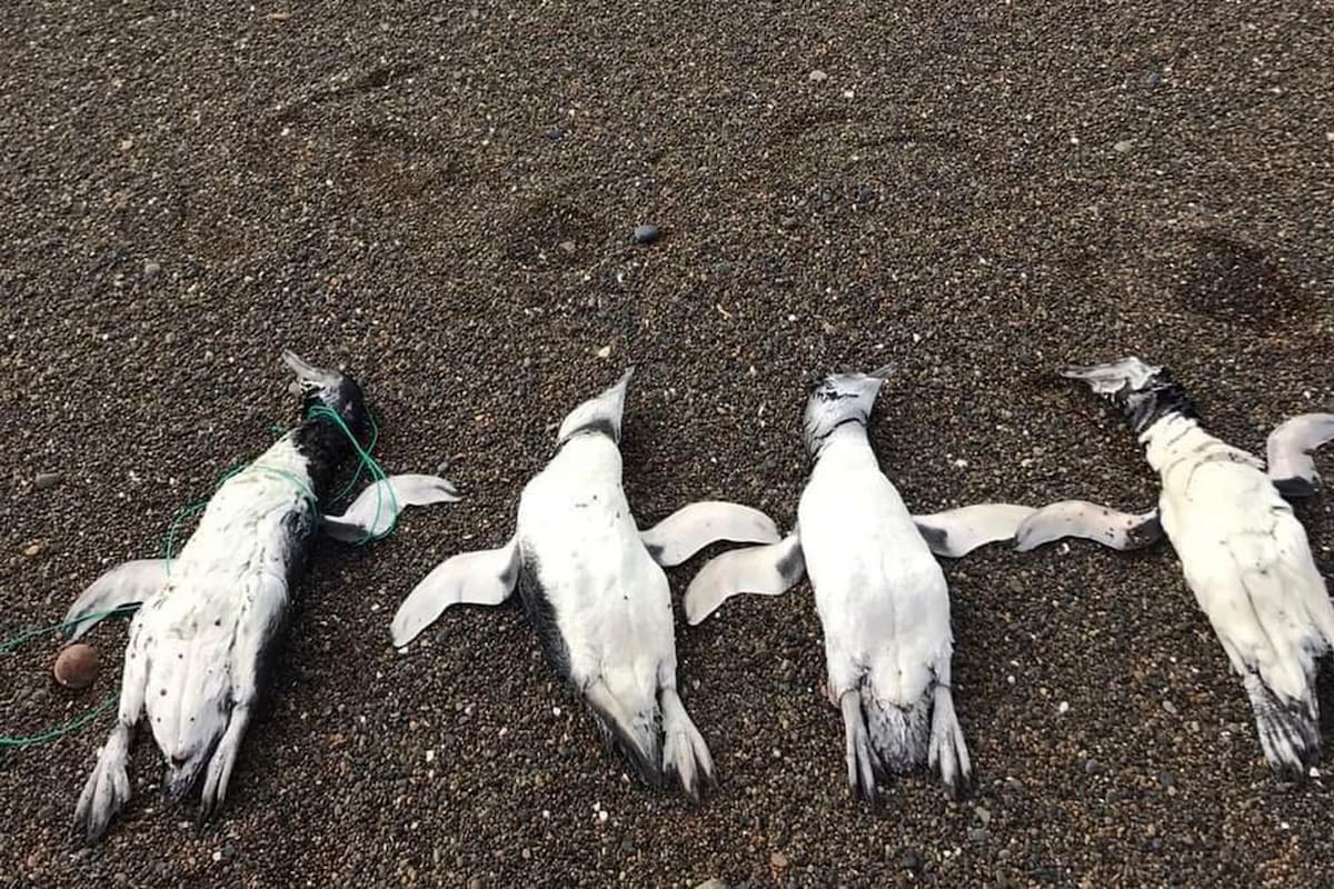 Así encontraron a los pingüinos muertos con signos de ahorcamiento